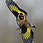 Profile Picture of David Sanderson (@David Sanderson 33) on Flickr