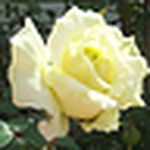 Profile Picture of byrette (@byrette) on Flickr