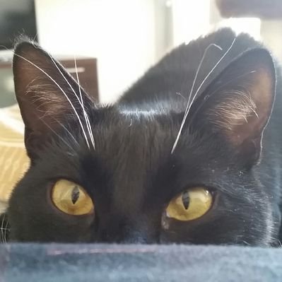 Profile Picture of Liteol Boï ! Boris 🌸 (@smallboyboris) on Twitter