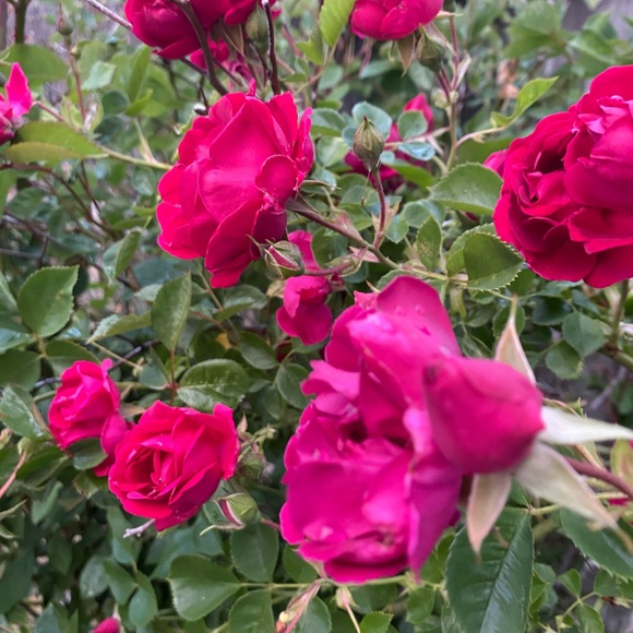 Profile Picture of C Rees (@missweb1) on Poshmark