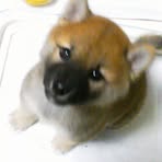 Tsutomu Okuda - Facebook Profile Picture of Tsutomu Okuda (@shota.fc) on Facebook