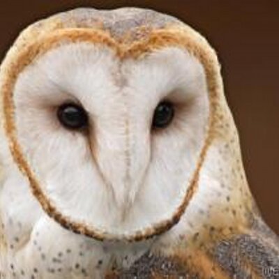 Profile Picture of Michael Mitchell (@toby2s) on Twitter