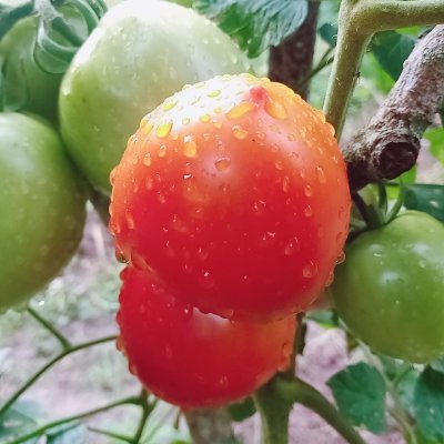 Profile Picture of Tony Luis (@TonyLui29812474) on Twitter