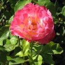 Profile Picture of Lisa Roney (@hikingchic) on Pinterest