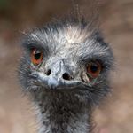 Profile Picture of Bradley Michaelson (@supaemu5) on Instagram