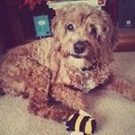 Profile Picture of Jeanne Ferrara (@mycutebuttons) on Instagram