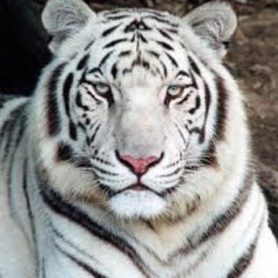 Profile Picture of Christian Alejos (@ChrisAlejos10) on Twitter