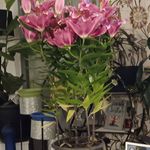 Profile Picture of Jasmine Lewis-Carlisle (@allthatjazzebae_be) on Instagram