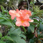 Profile Picture of Nganha Nguyen (@nganhanguyen562) on Youtube