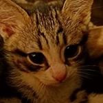 Profile Picture of Joe Dumas (@jdumas5215) on Instagram