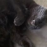 Profile Picture of Thomas piccoli (@reactivelemur34_ist) on Instagram