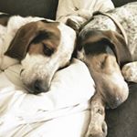 Profile Picture of Chester Riggs & Amelia Blue (@tworowdyhounds) on Instagram