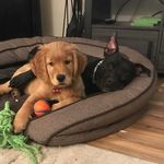 Profile Picture of KanaKaloka Alapai💙 Dany Armstrong 💙 (@_kalokz_dany_) on Instagram