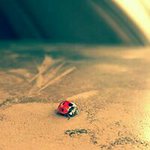 Josh Baird - Instagram Profile Picture of Josh Baird (@sand_man_mcgee) on Instagram