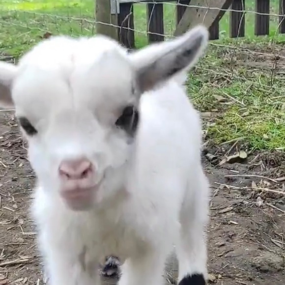 Profile Picture of Mandy Perkins (@mandycimer) on Poshmark