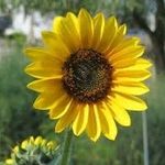 Profile Picture of David (@davids_allotment_) on Instagram