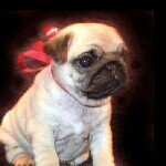 Profile Picture of doug scalf (@therealpug687) on Instagram