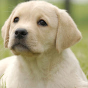 Luisa Galvis - Youtube Profile Picture of Luisa Galvis (@luisagalvis5364) on Youtube