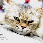 Profile Picture of Ngsl (@ngsl) on Flickr