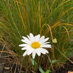 Profile Picture of Susanne James (@shefeljames) on Instagram