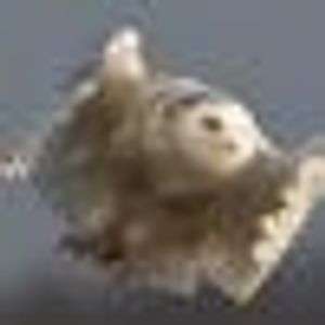 Profile Picture of Karen Celestino (@146961025) on Myspace