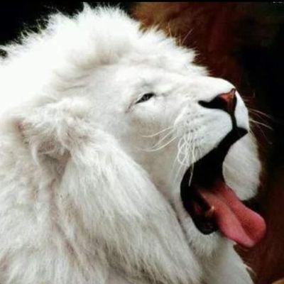 Profile Picture of Double Leopard (@joseph_4u) on Twitter