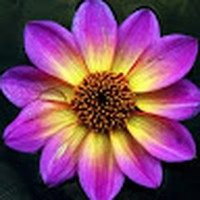 Profile Picture of Isabel Sullivan (@isabel-sullivan-22) on Quora