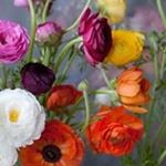 Profile Picture of Ronda Weese (@rondaweese) on Instagram