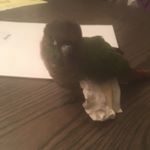 Profile Picture of Ben3131 (@benelms31) on Instagram