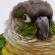 Profile Picture of Matthew Huang (@matthewhuang9588) on Youtube