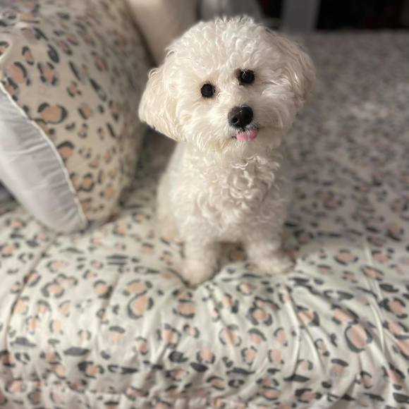 Profile Picture of Bris Albores (@bris_albores) on Poshmark