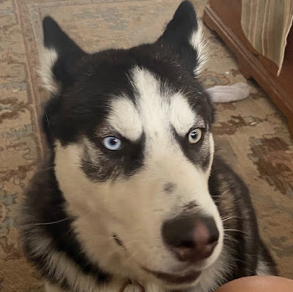 Profile Picture of Maya Nolette (@mayanolette) on Poshmark