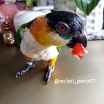 Profile Picture of Mr.Lori_parrot♡ (@mr.lori_parrot) on Instagram
