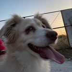 Profile Picture of Αλέξανδρος Μίχος (@alexandros_mixos) on Instagram