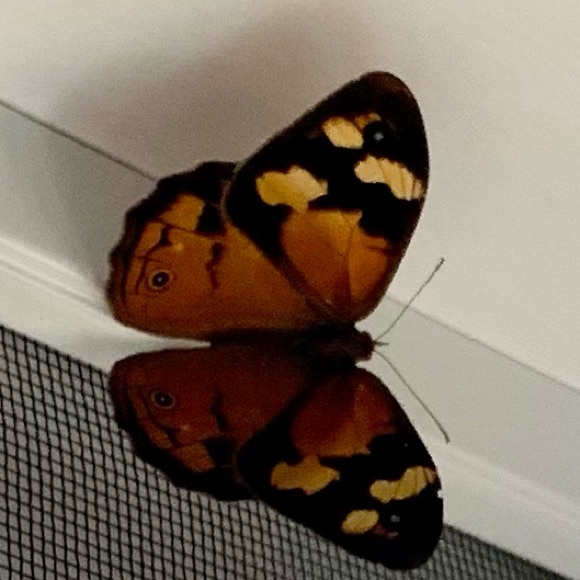 Profile Picture of Francine Catley (@francine891) on Poshmark