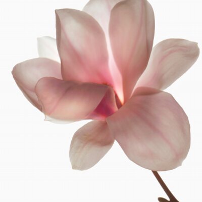 Profile Picture of The Mary Tipton Corp (@MaryBethTipton) on Twitter
