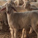 Profile Picture of ابو طارق (@lemco1424) on Instagram