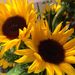 Profile Picture of Claudette Duncan (@claudettefd) on Pinterest