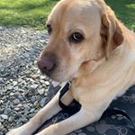 Profile Picture of Jacinta Bennett (@cuillinsmum) on Instagram