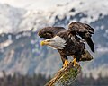 Profile Photo of Bald eagle - Wikipedia, the free encyclopediaon Wikipedia