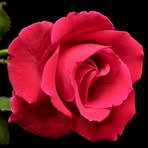 Profile Picture of Sheila Ladouceur (@sheila.ladouceur.49) on Facebook