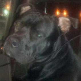 Profile Picture of Scott Axtell (@helladeer) on Twitter