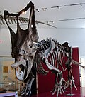 Profile Picture of Chasmosauruson Wikipedia