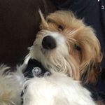 Bailey Bisset - Instagram Profile Picture of Bailey Bisset (@baybaybailey1) on Instagram