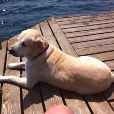 Ann Rosemeyer - Twitter Profile Picture of Ann Rosemeyer (@AnnRosemeyer) on Twitter