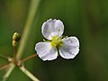 Profile Picture of Alisma plantago-aquaticaon Wikipedia