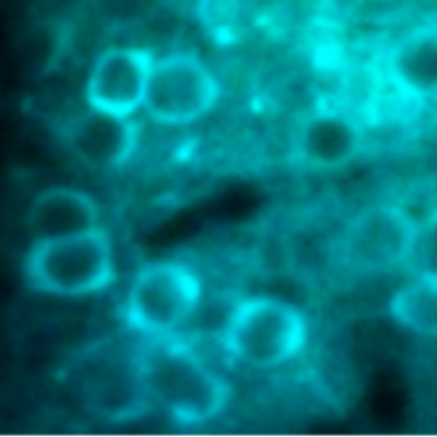 David Margolis - Twitter Profile Picture of David Margolis (@MargolisLab) on Twitter