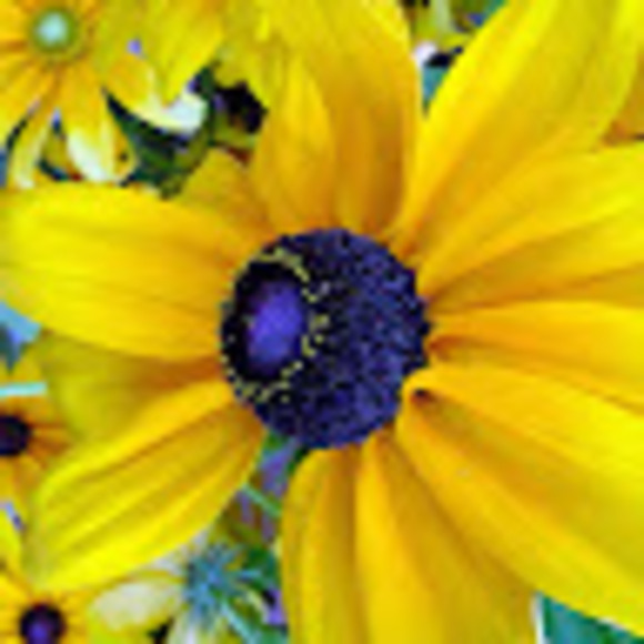 Profile Picture of L Perkins (@linwallane23) on Poshmark