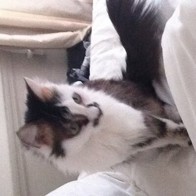 Profile Picture of Mark Stillman (@sparkylarkyboo) on Twitter