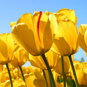 Profile Picture of Adrian Cho (@adriancho1742) on Youtube